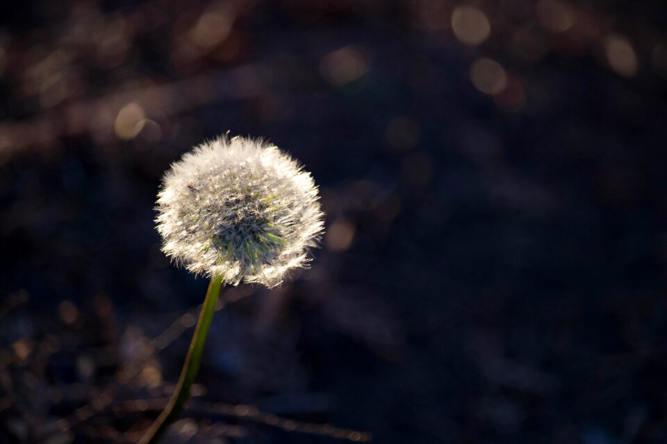 Autumn plant meadow