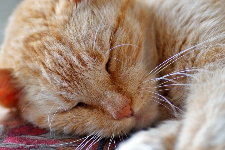Redheaded rest sleep