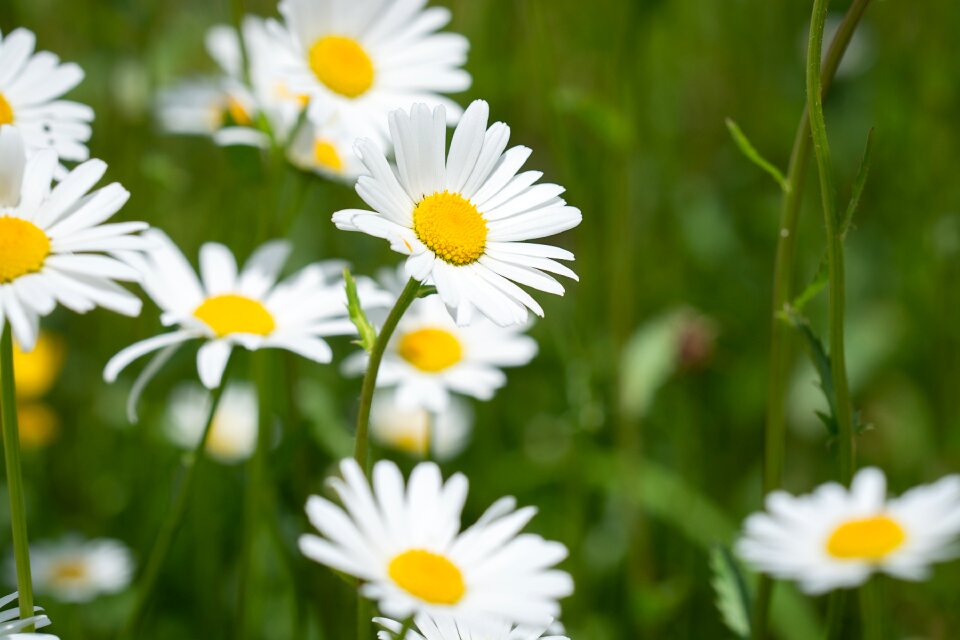 Wildflowers flowers daisies