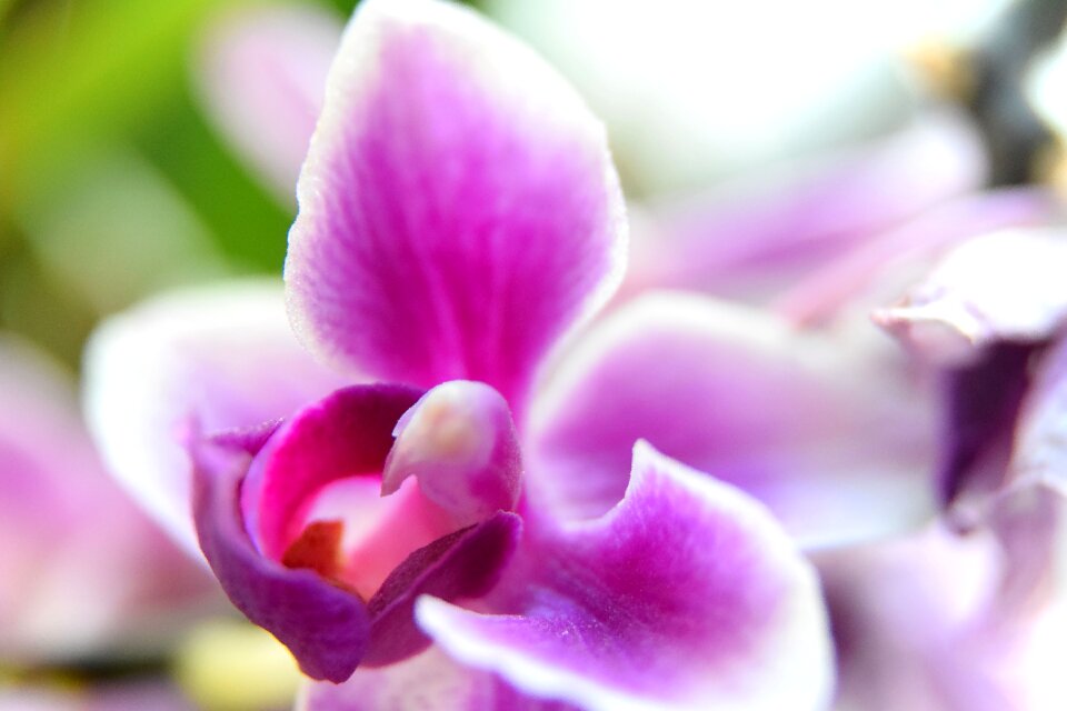 Flower close-up room flower