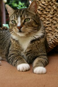 Domestic cat pet tiger cat photo