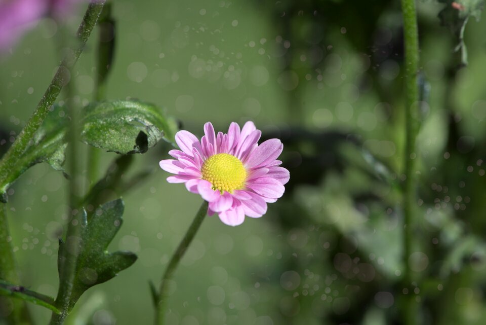 Bloom pink flower plant
