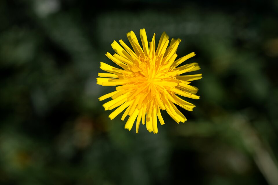 Blossom bloom petals