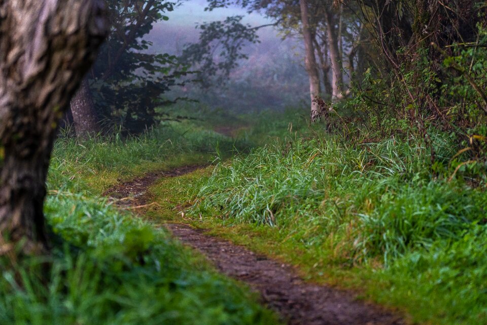 Lane trail forest path