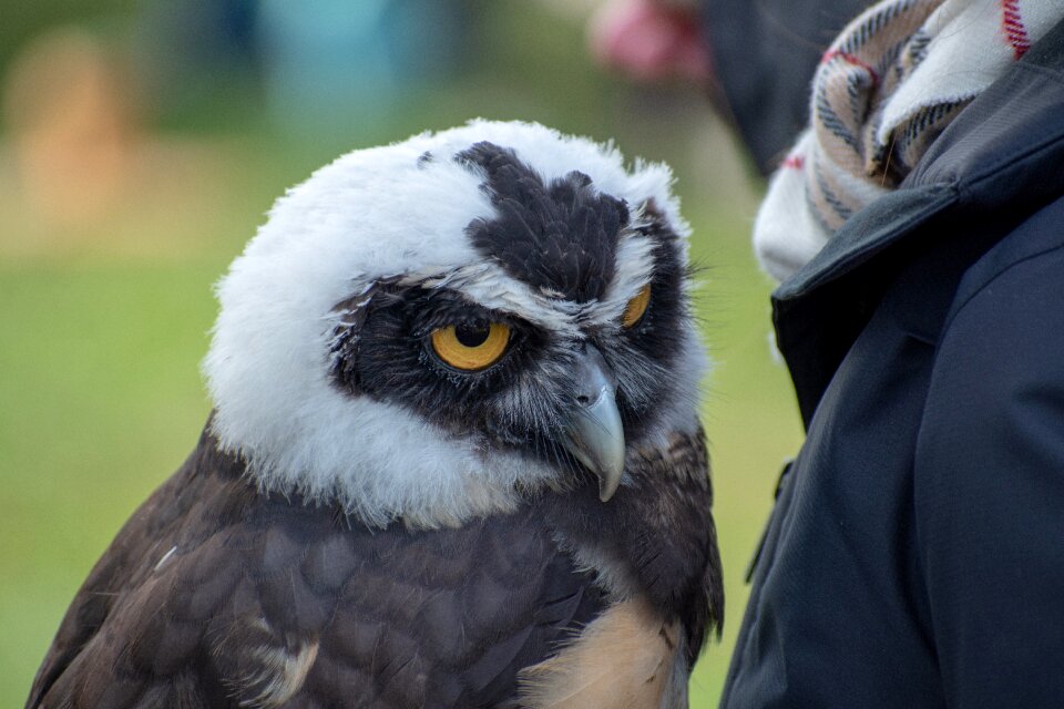Plumage feather animal