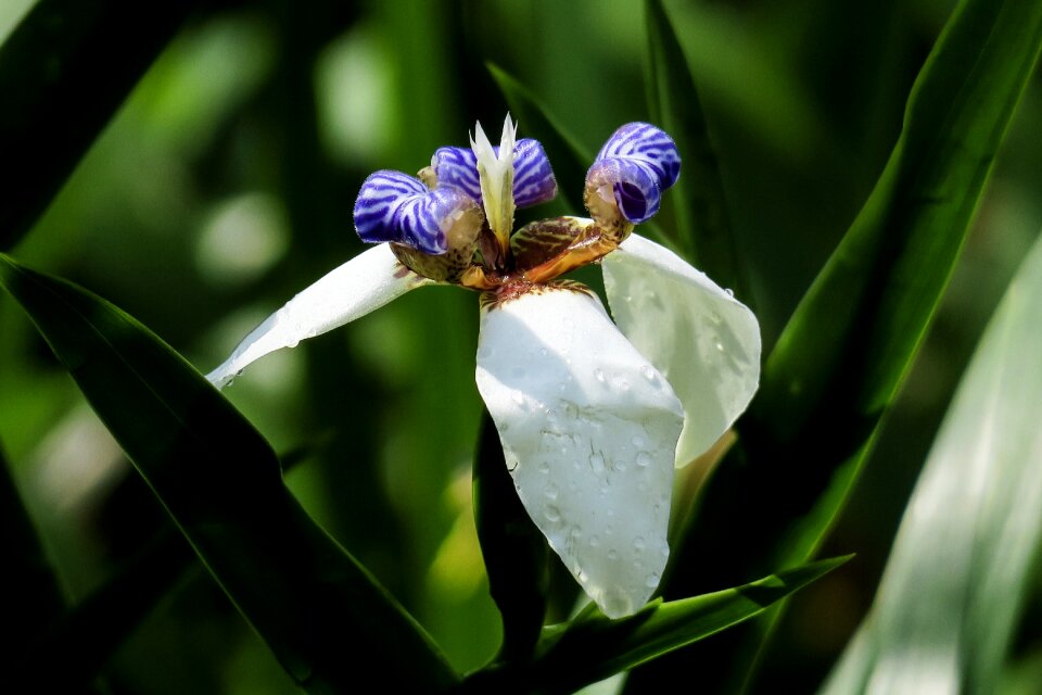 Flower leaf summer