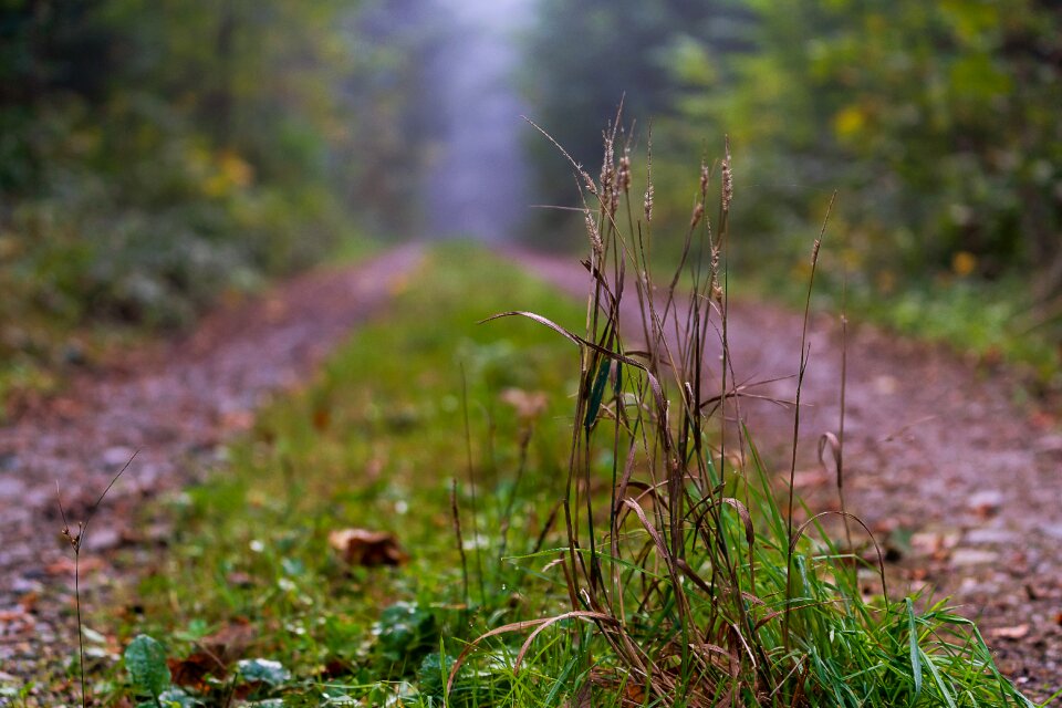 Plant autumn scenic