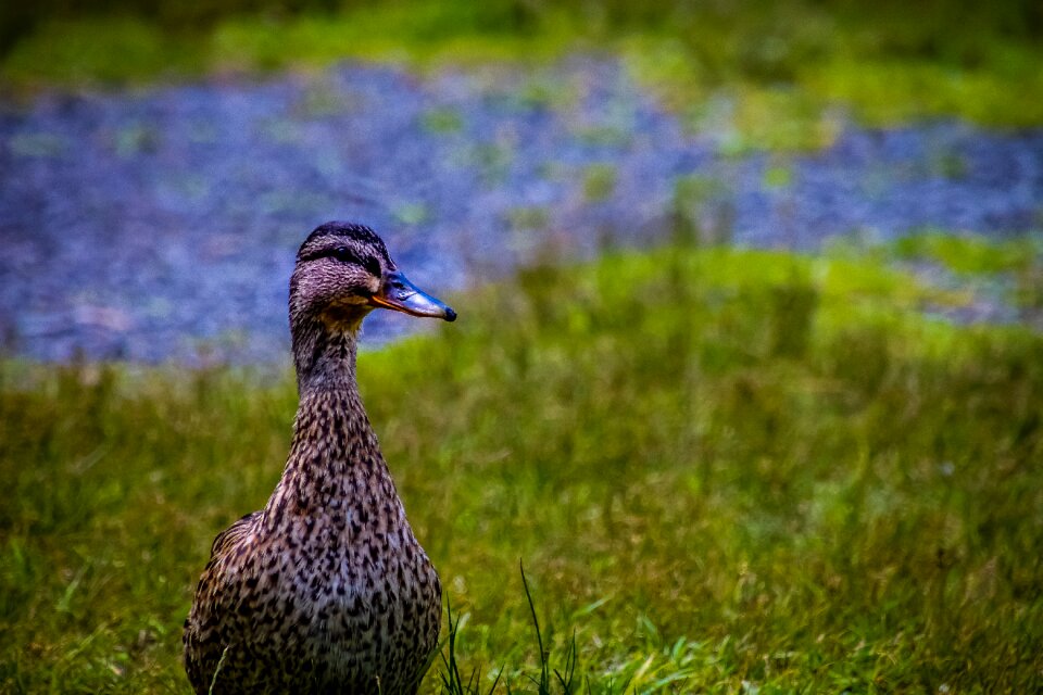 Nature water bird plumage