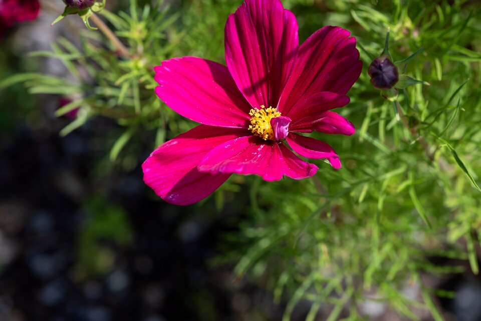 Pink pink flower pink blossom