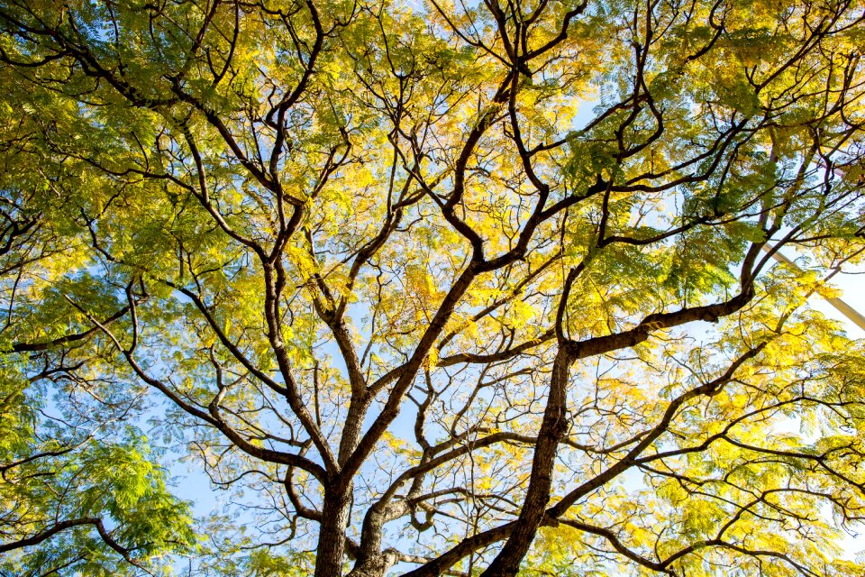 Yellow nature sky