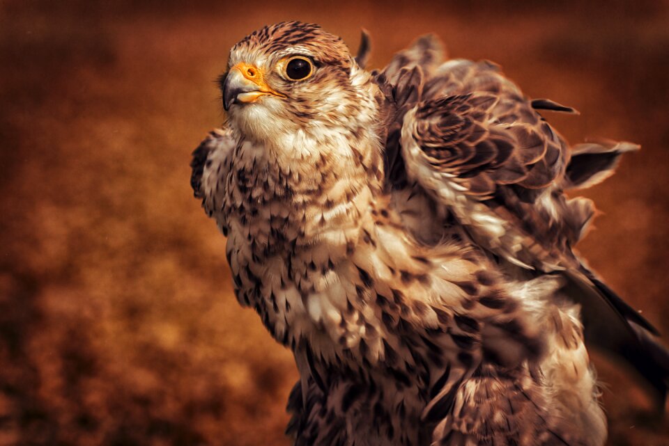 Feather bird of prey animal world