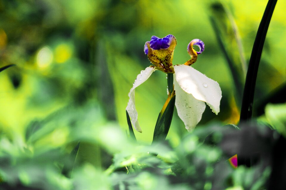 Flower leaf summer