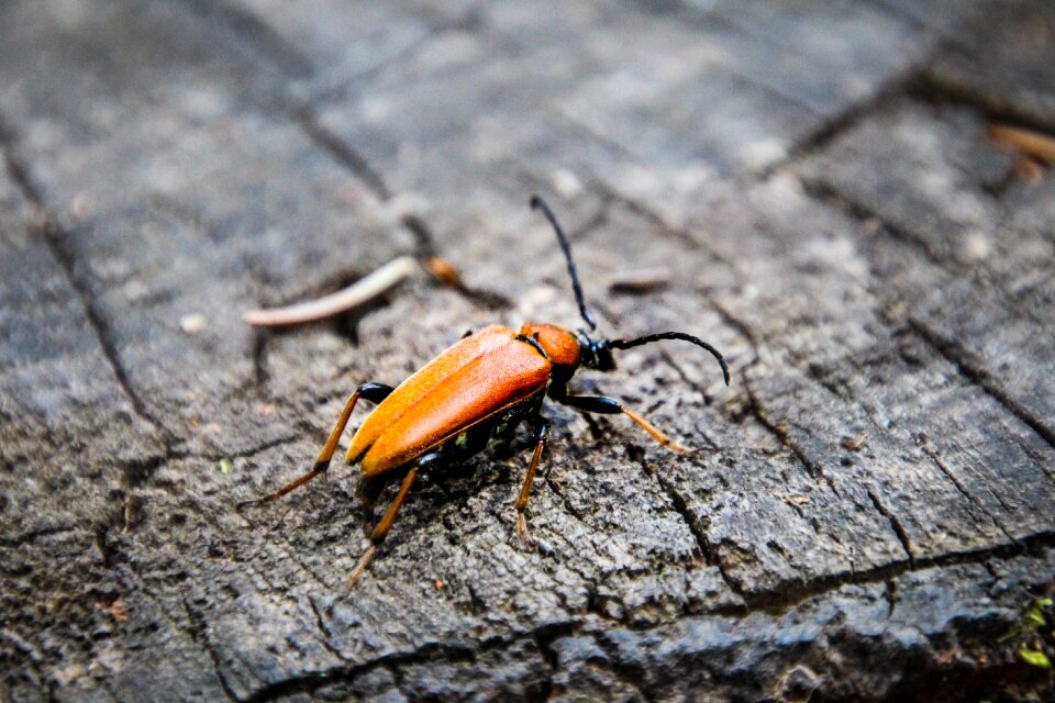 Beetle orange insect