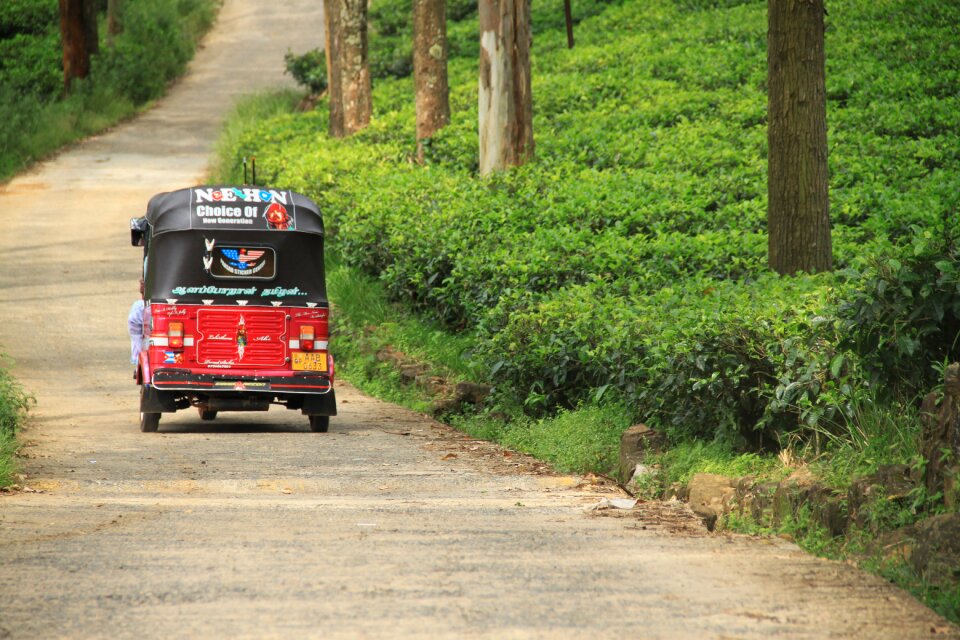 Tea tea factiry tea plant