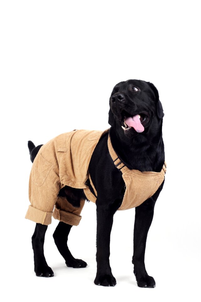 Naughty labrador crooked head