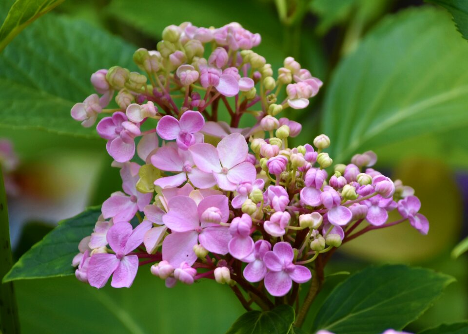 Plant garden summer