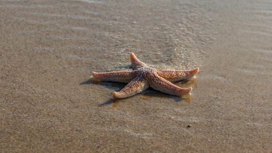 Sylt starfish animal photo