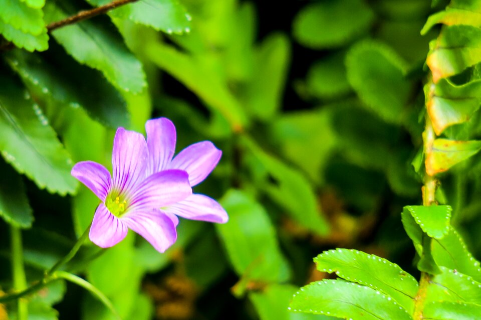 Wild flowers wild nature