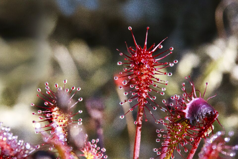 Red plant carnivorous