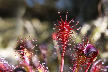 Red plant carnivorous photo