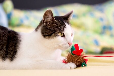 Domestic cat portrait animal portrait