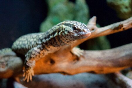 Pet animal reptile