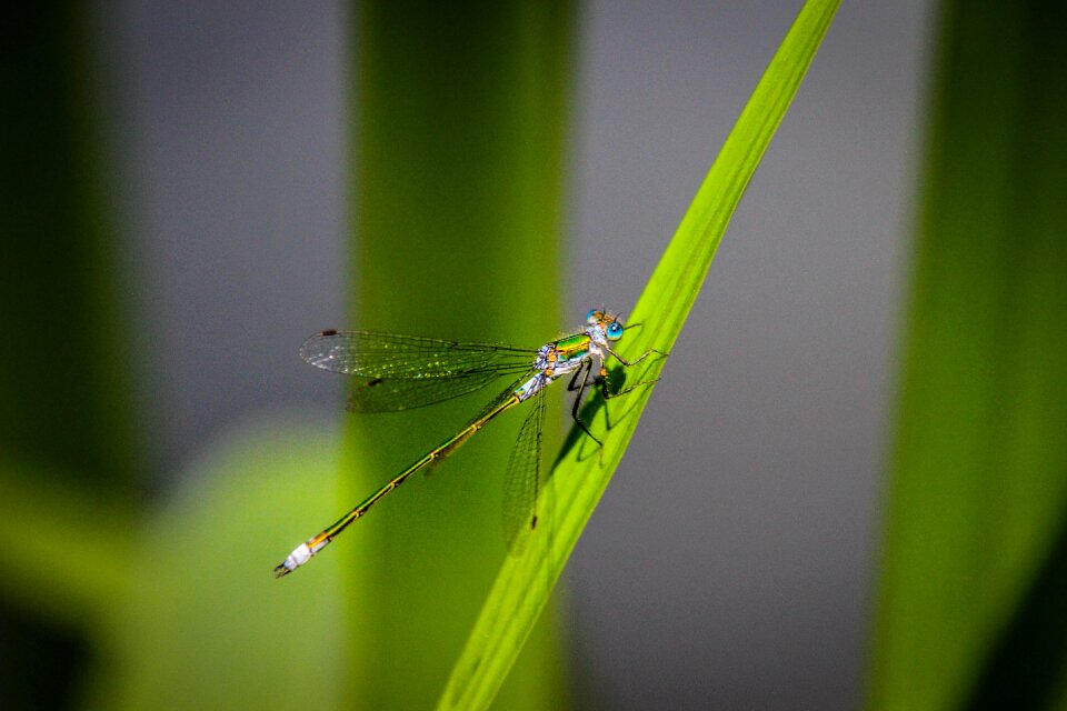 Insect macro wing