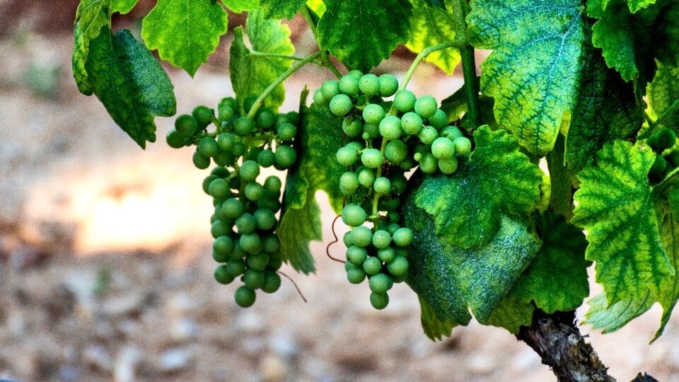 Grapevine vine grape leaves photo