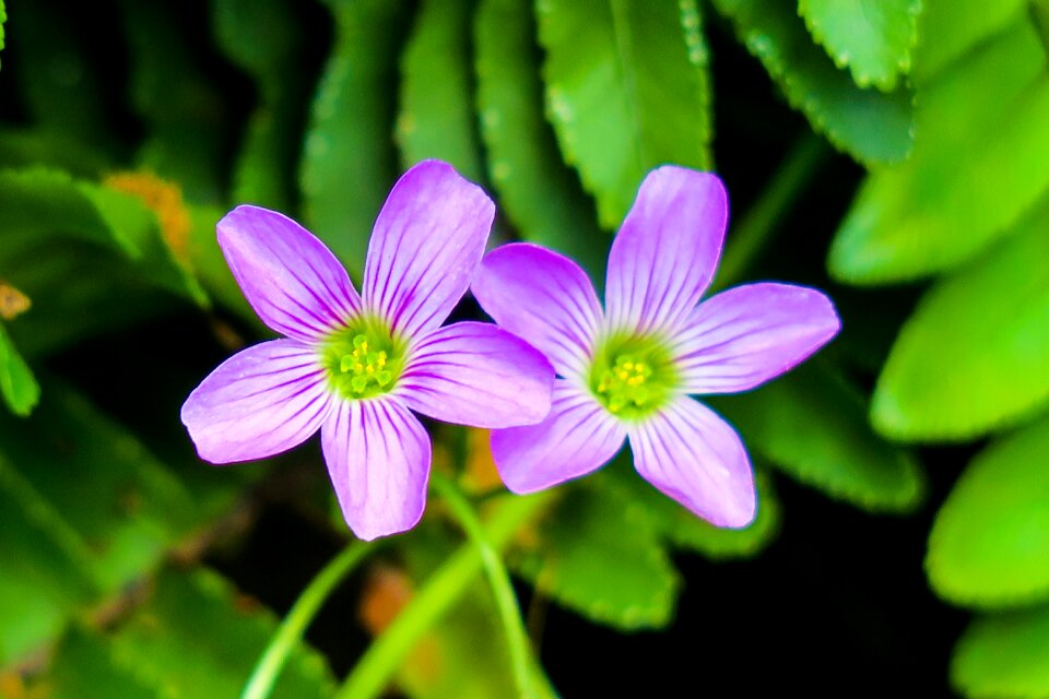 Wild flowers wild nature