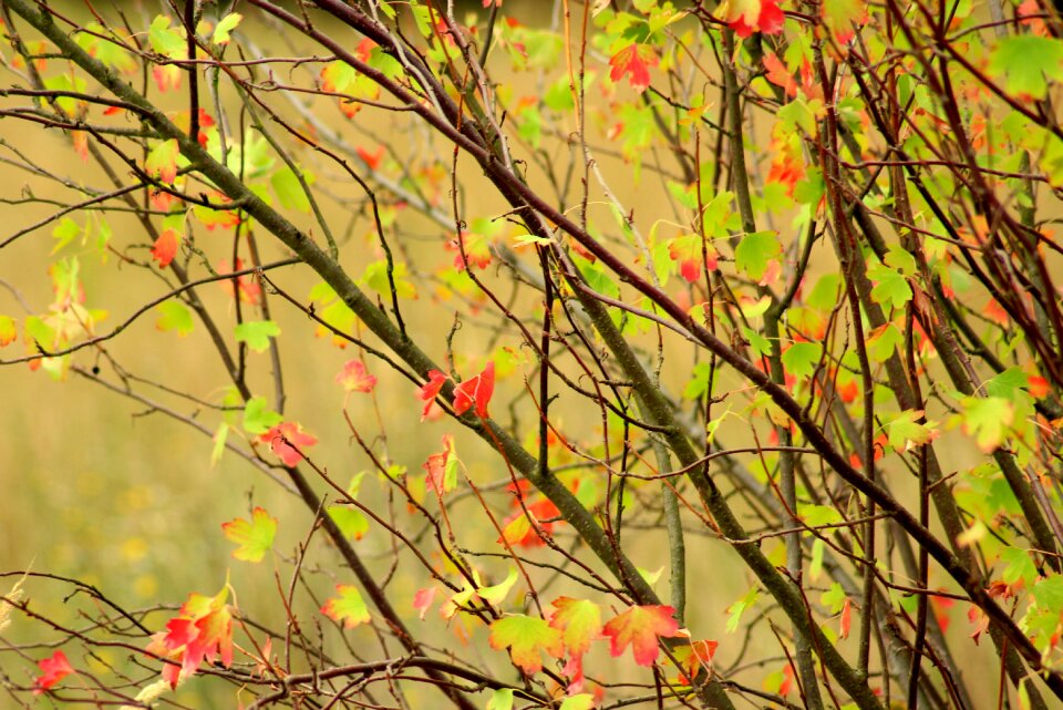 Colorful leaves nature august