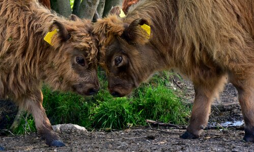 Mammal cow brown photo