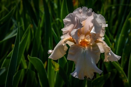 Flower spring presby iris gardens photo