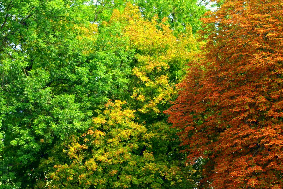 Konary colors august