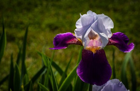 Flower spring presby iris gardens photo
