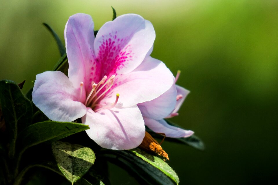 Nature flower plant