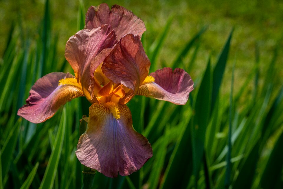Flower spring presby iris gardens