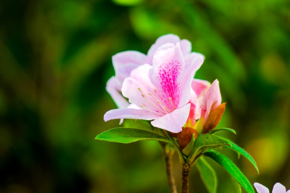 Nature flower plant
