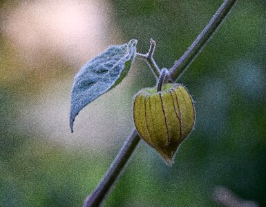 Vitamins cape gooseberry eat
