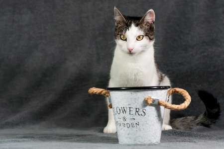 Domestic cat apartment cat portrait