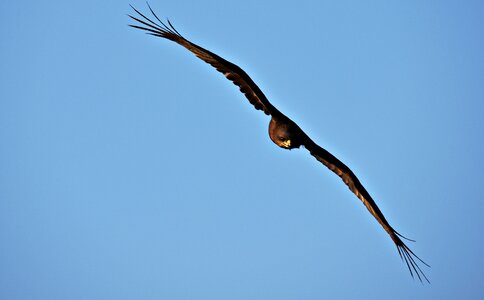 Animal outdoors milvus migrans photo