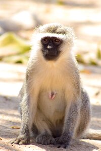 National conservation animal