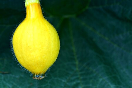 Vegetables garden grow