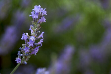 Plant violet flora photo