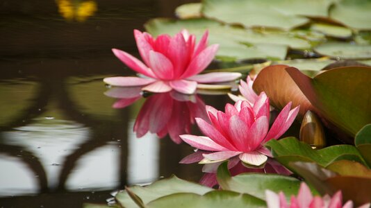 Teichplanze bloom pond flower