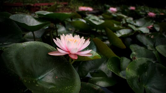 Nature garden bloom