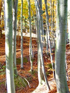 Forest details trees Free photos