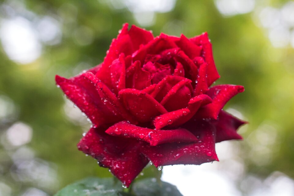 Bloom romantic garden