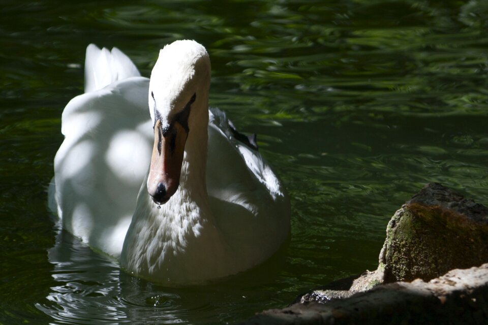 White swim birds