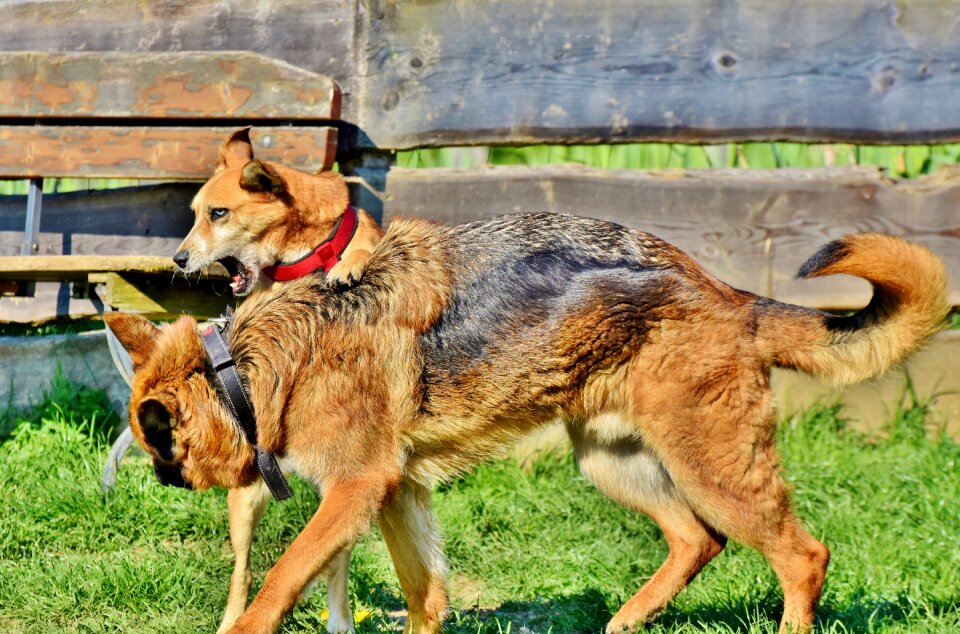 Animal play fight