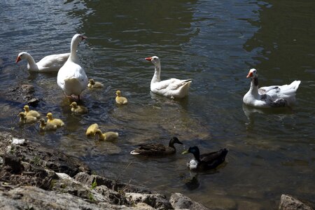 Fauna birds nature